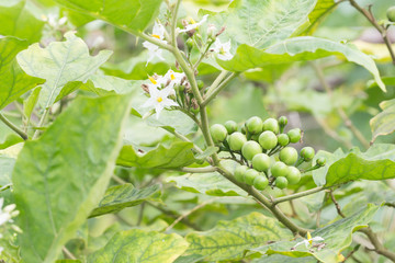 Solanum sanitwongsei, Thai food and herb,