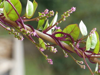 Malabar spinach