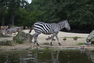 Obraz na płótnie Canvas Zebra am Fluss