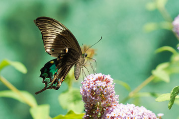 Tropical butterfly Papilio palinurus