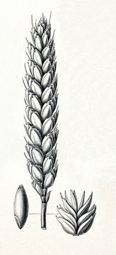 Common wheat (Triticum aestivum) (from Meyers Lexikon, 1895, 7/488/489)