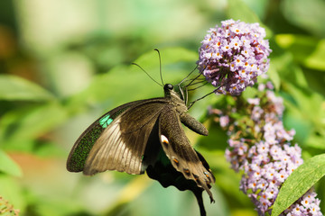 Fototapeta premium Tropical butterfly Papilio palinurus