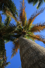 palme