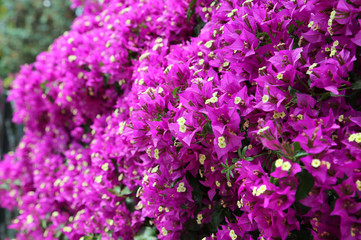 Obraz premium Beautiful blooming bougainvillea branches