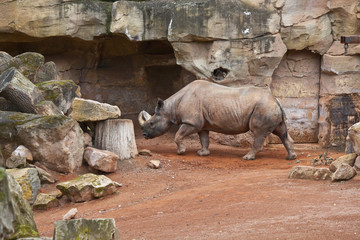 Obraz premium Spitzmaulnashorn