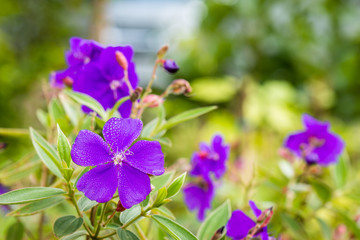 tibouchina urvilleana