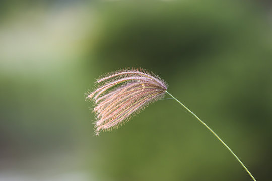 single flower grass with natural blurred background