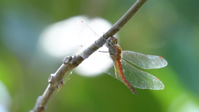 Dragonfly in Thailand and Southeast Asia.
