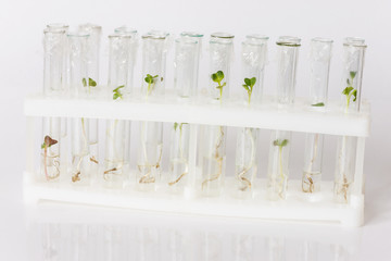 Biotechnological research in the laboratory