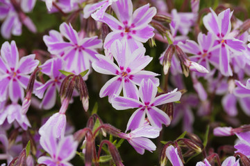 Obraz premium Phlox subulata 