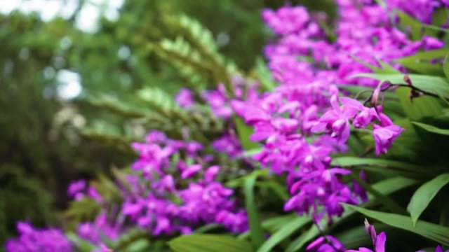 fiori viola/pink flowers