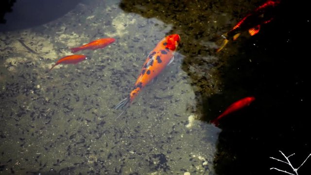 Carp koi/red fish