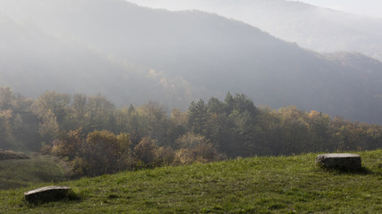 tree on mountain in the autumn mist