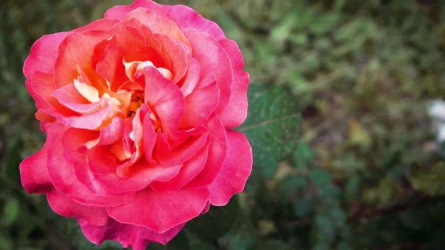 rosa/pink rose