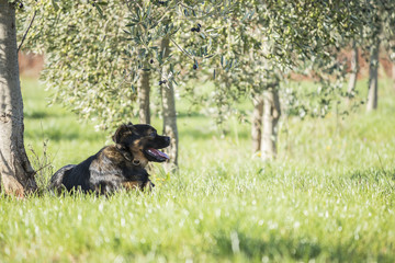 happy dog lying under a tree olives