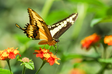 Fototapeta na wymiar Tropical butterfly Papilio Thoas