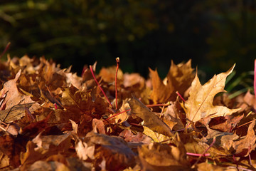 Fallen leaves from a maple tree in sunlight.