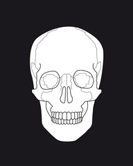 drawing skull