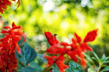 Fototapeta premium beautiful garden flowers, Purple, pink, red, cosmos flowers in the garden, spring flowers, earlier spring