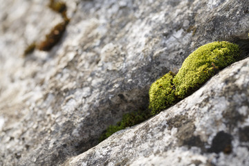 Rocks in the nature and moss plant