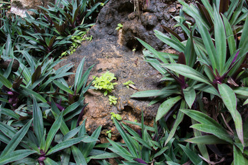 colorful of leaf,flower from garden after rain,cold weather,green leaf under big tree