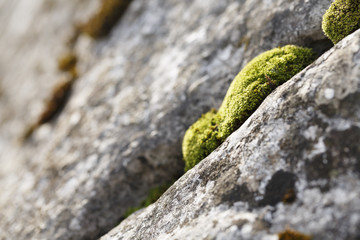 Rocks in the nature and moss plant
