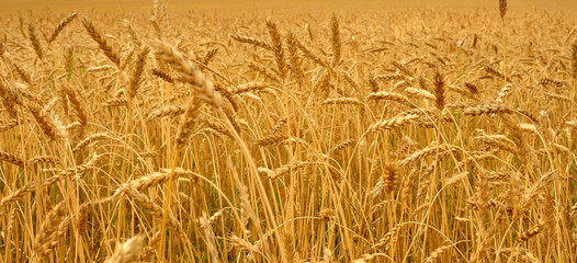 autumn landscape - a golden field of rye. photo toned 