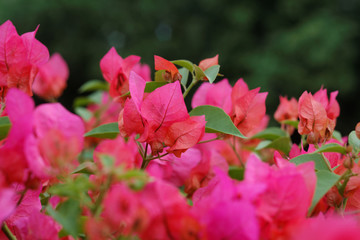 Magenta bougainvillea flower