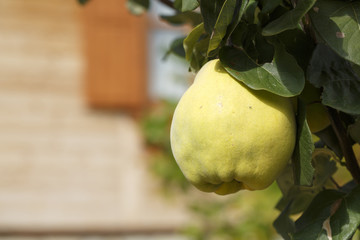 Fresh raw organic quince on the tree.