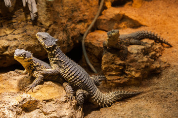 Lizard