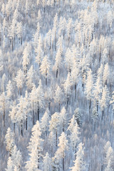 Winter forest with frosty trees, top view