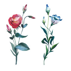 Wildflower eustoma flower in a watercolor style isolated.