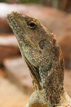Iguan