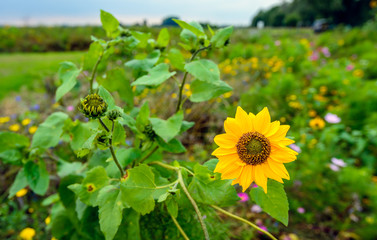 Field edge with varied flowers from close