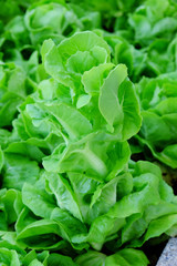 Fototapeta na wymiar Hydroponics lettuce background.