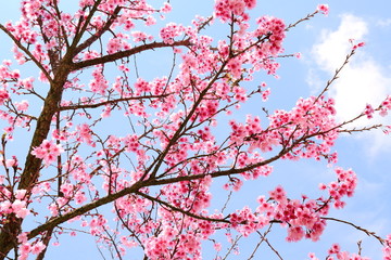 Pink blossom sukura flowers,Cherry Blossom and sky.