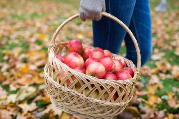 woman with basket of apples at autumn garden