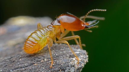 termite