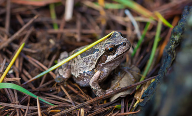 Frog in nature