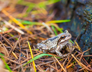 Frog in nature