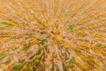 Упавшие на траву осенние листья