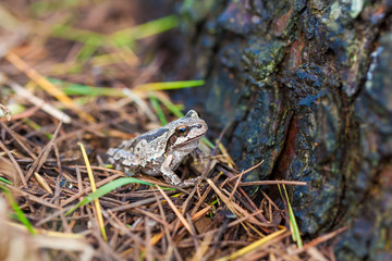 Frog in nature