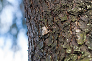 Frog climbing a tree