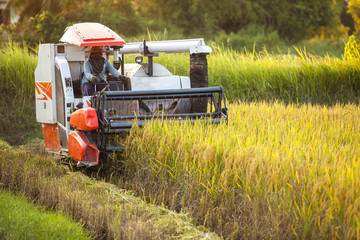 Harvesters for rice harvesting work. 