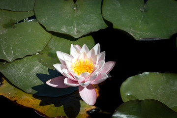 fleur de nénuphar nénufar plante aquatique © Thierry Lubar