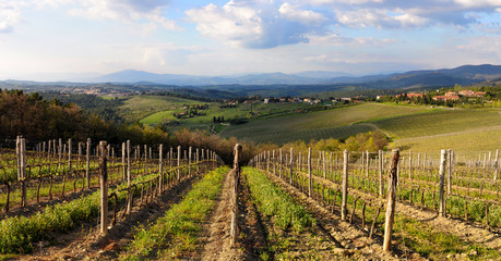 Fototapeta na wymiar Vineyard in Italy, Panorama view. Italy.