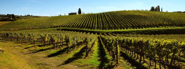 Vineyard in Italy, Panorama view. Italy.