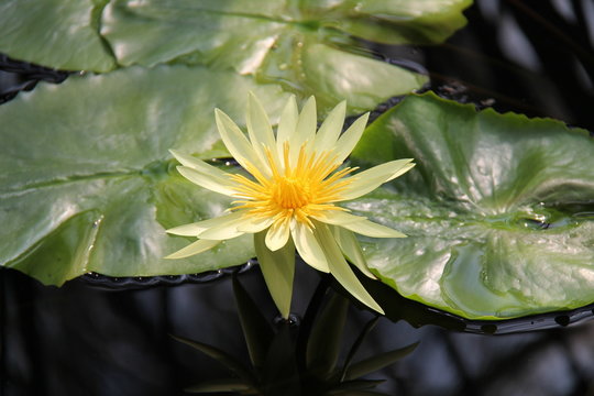 Fototapeta Flower of the Nymphaea Saint Louis Gold Tropical Lily.