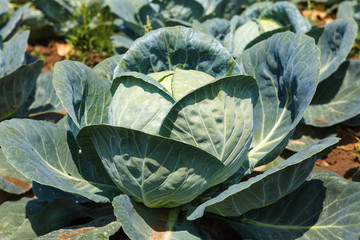 Cabbage