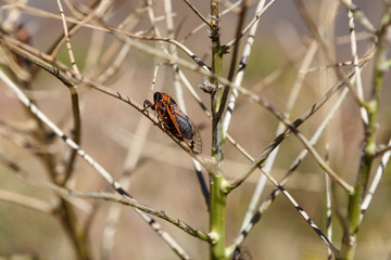 Cicada on the bush, Morocco